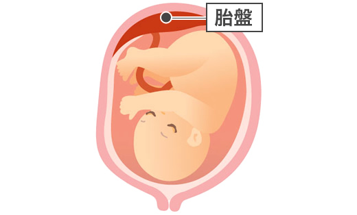 胎盤の正常位置